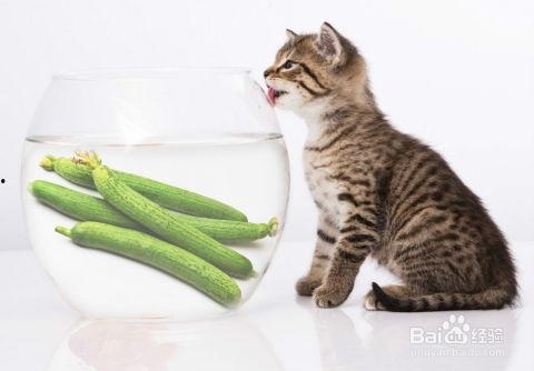 吃瓜小猫视频下载安装最新,轻松获取最新娱乐内容攻略