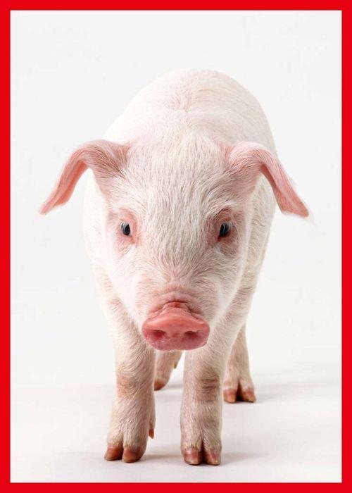 太阳瓜能给猪吃吗视频,猪能否享用这种奇特蔬果？