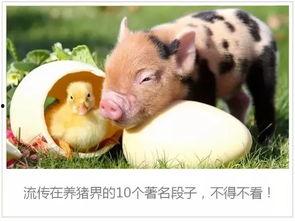 吃瓜小猪视频剪辑,揭秘热门视频背后的剪辑艺术