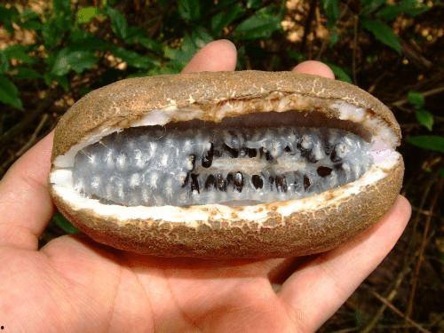 八月瓜怎么吃才好吃视频,视频教你轻松享美食