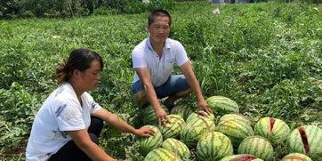 蓝田吃瓜事件真相视频全集,揭秘真相背后的惊人内幕