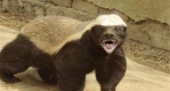 户外平头哥吃瓜视频,萌态十足引网友热议