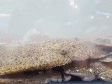 吃章鱼的瓜视频,吃章鱼的瓜视频带你领略海洋美味