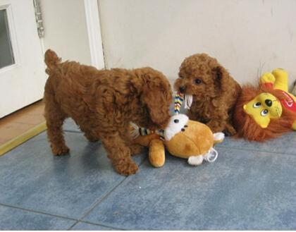 泰迪吃瓜视频音乐叫什么,动感旋律揭秘