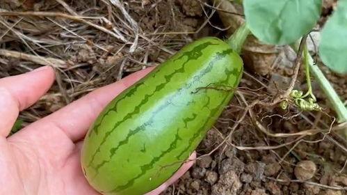 一中的瓜吃内脏原视频,真相与争议