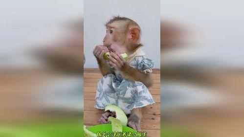 搞笑视频吃瓜像猴,吃瓜群众化身猴王，上演“吃瓜像猴”喜剧秀