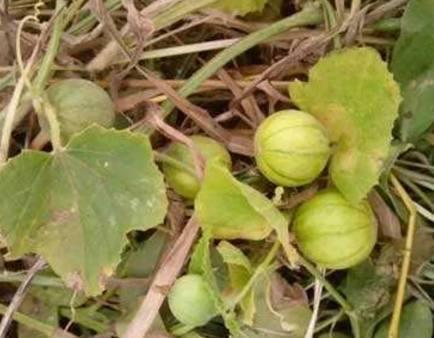 马泡瓜成熟可以吃吗视频,视频揭秘美味秘诀