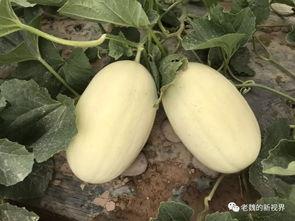 老魏瓜如何吃才好吃视频,视频教你如何吃出最佳口感