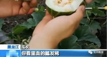 吃瓜引流怎么发不违规视频,打造不违规视频的秘诀指南