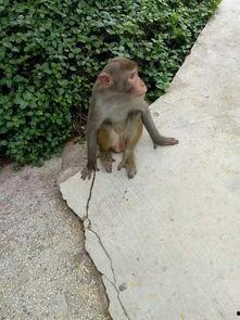 吃瓜小猴摔断腿视频,网友热议动物福利与安全