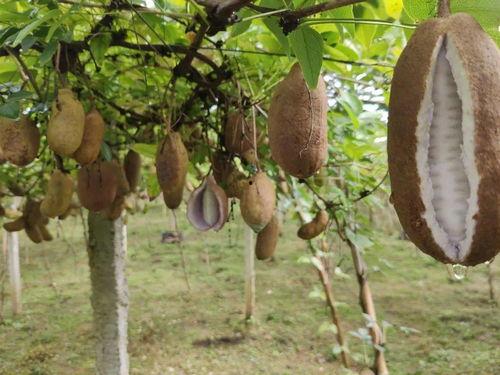 野外吃八月瓜搞笑视频