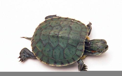 大瓜吃老鳖视频大全集,视频大全集精彩瞬间回顾