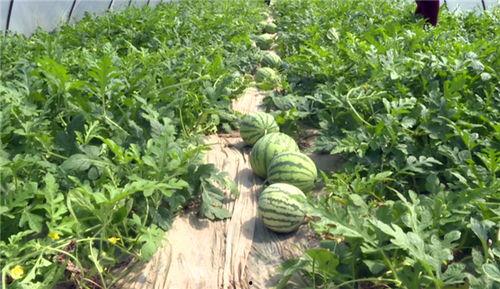 荆门最新吃瓜事件视频,视频揭秘惊人真相！