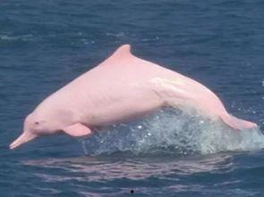 海豚吃佛手瓜视频