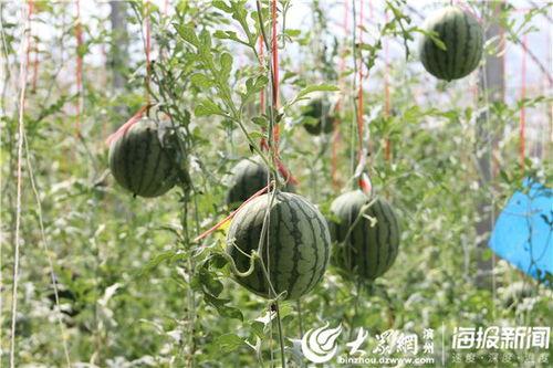 郯城喜园吃瓜事件视频,一场引发热议的社区冲突