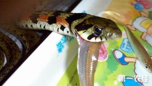 蛇瓜菜怎么样吃最好视频,视频教你最佳食用方法