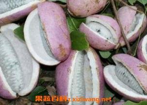 凯里吃八月瓜视频,探寻民间美味与自然馈赠的完美邂逅