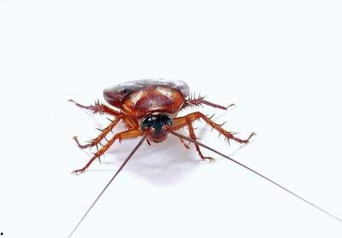 带你吃瓜奇葩蟑螂视频,奇蟑出没！带你揭秘带你吃瓜的蟑螂世界