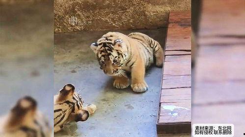 三只小老虎吃瓜视频