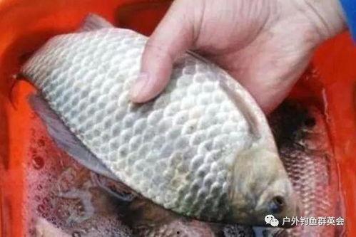 鲫鱼吃蜜瓜吗会死吗视频,揭秘鱼类致命诱惑